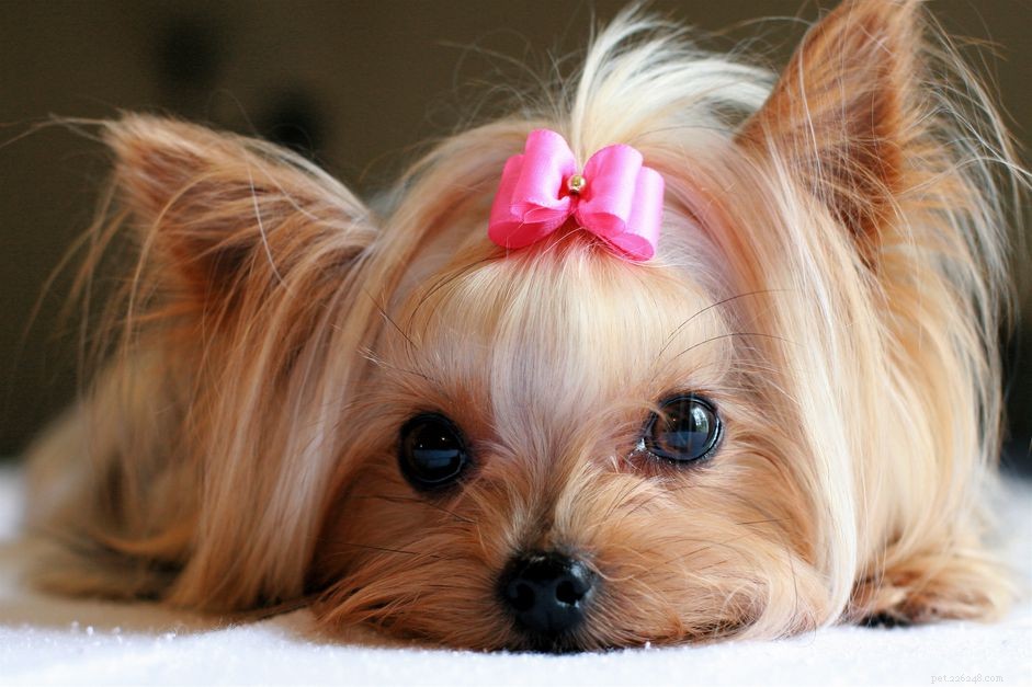 125 Top Female Dog Names: Sweet, Unique, and Trending Picks