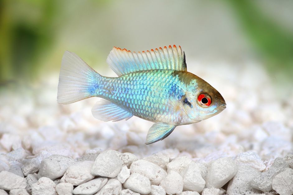 German Blue Ram (Mikrogeophagus ramirezi) – Key Traits & Care Guide