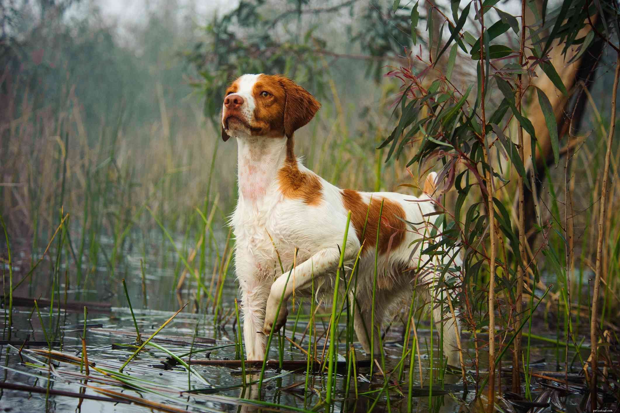 Top 10 Medium‑Sized Dog Breeds Perfect for Families with Kids