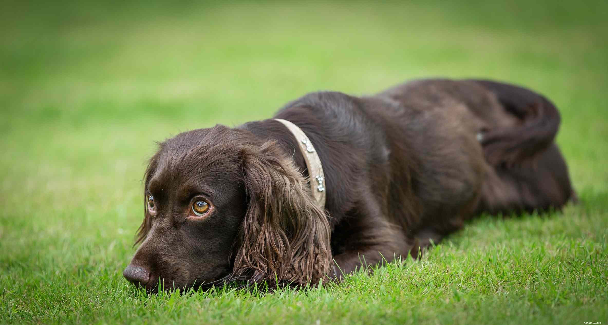 Top 10 Medium‑Sized Dog Breeds Perfect for Families with Kids