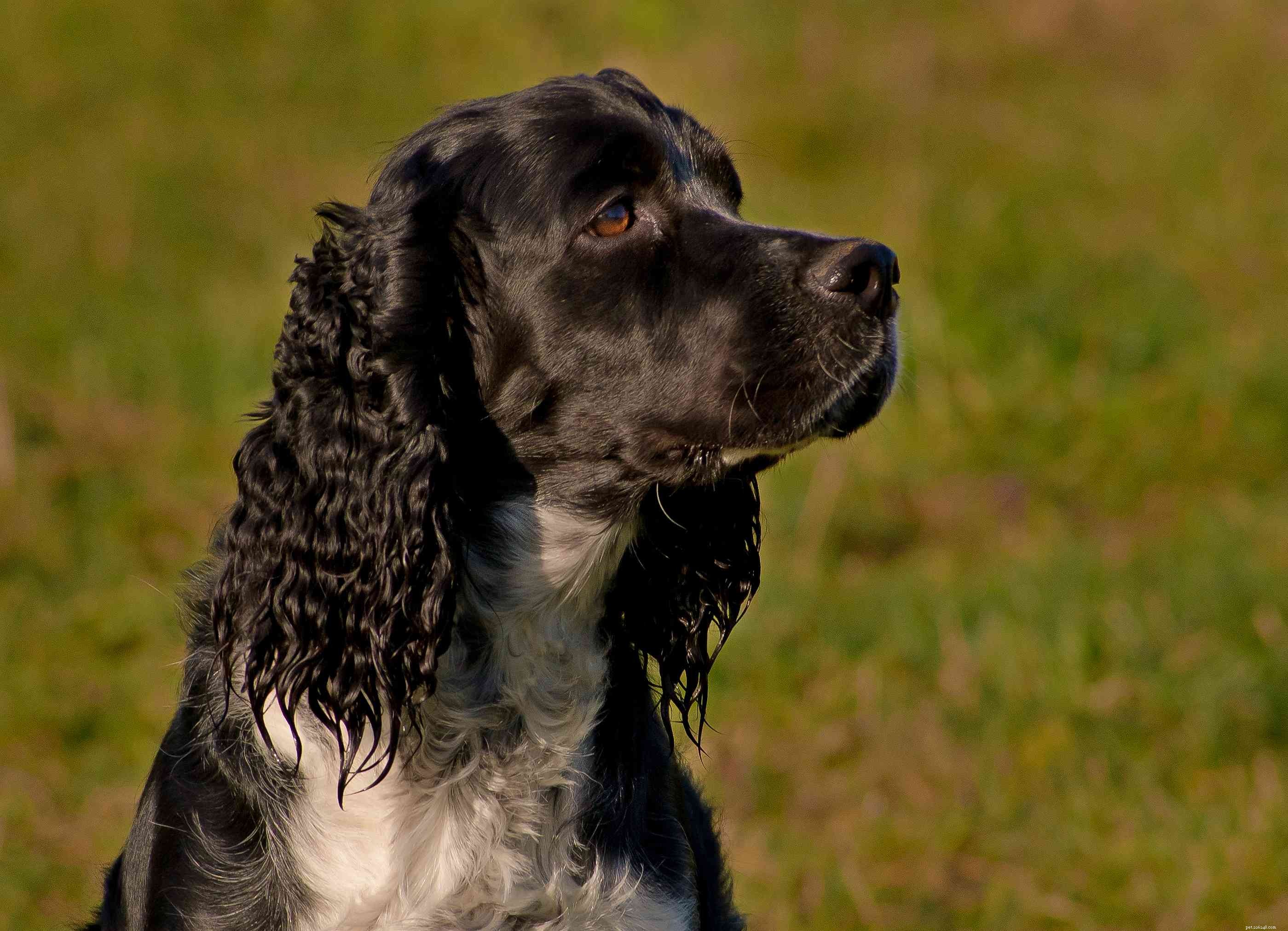 Top 10 Medium‑Sized Dog Breeds Perfect for Families with Kids