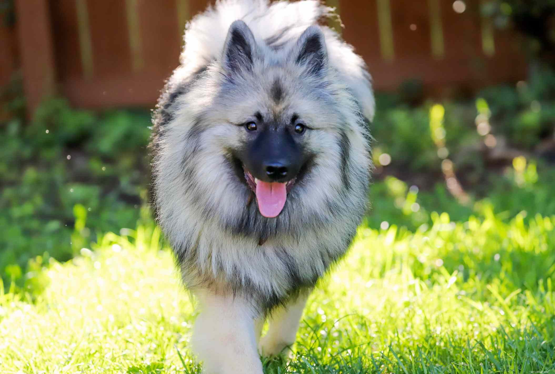 Top 10 Medium‑Sized Dog Breeds Perfect for Families with Kids