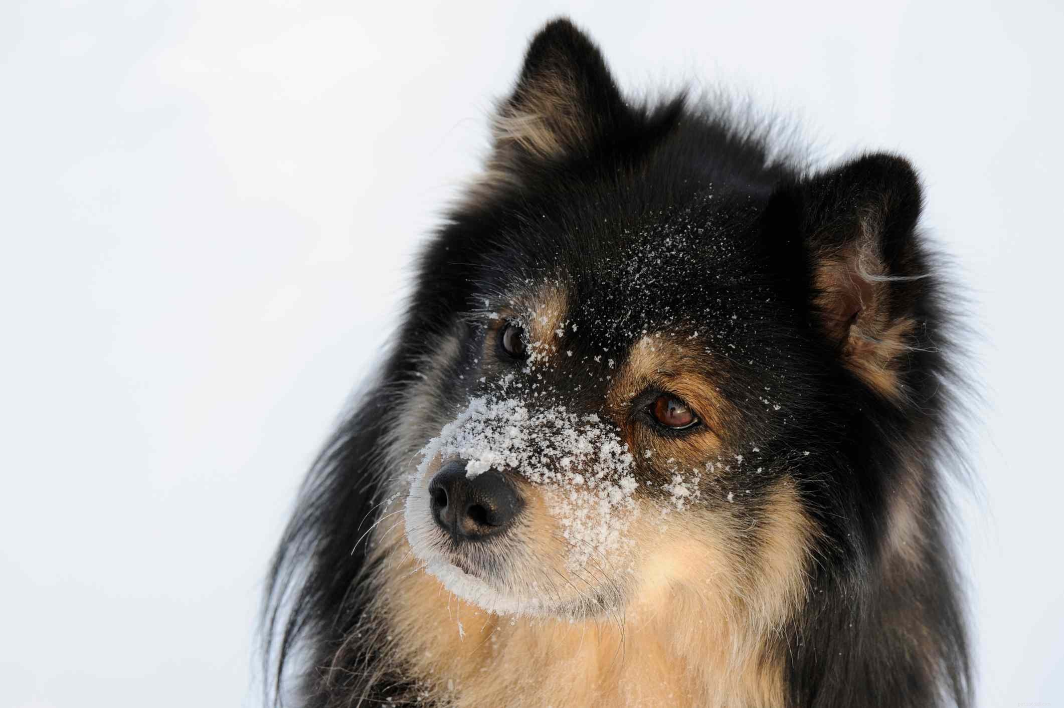 Top 10 Medium‑Sized Dog Breeds Perfect for Families with Kids