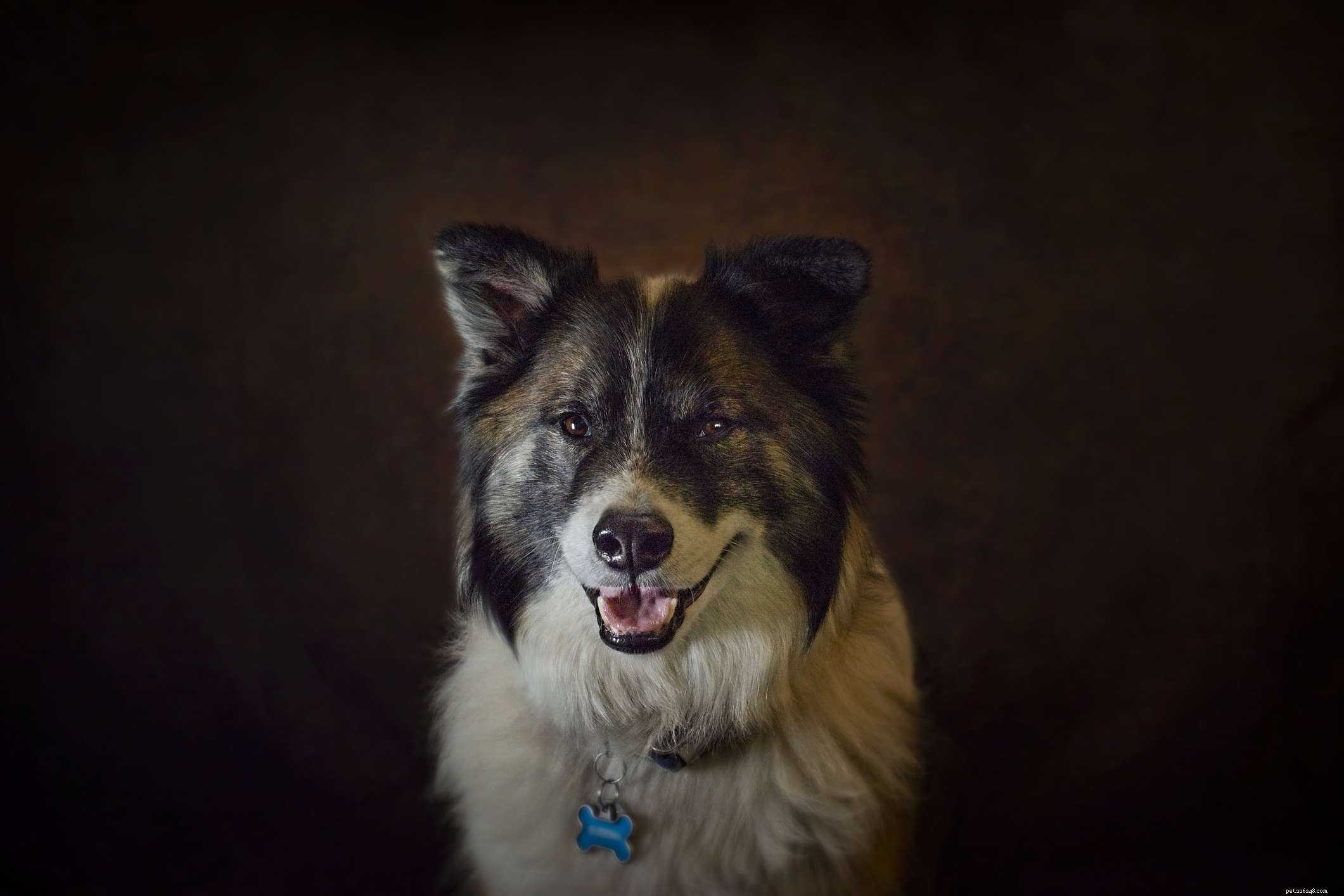 Top 10 Medium‑Sized Dog Breeds Perfect for Families with Kids