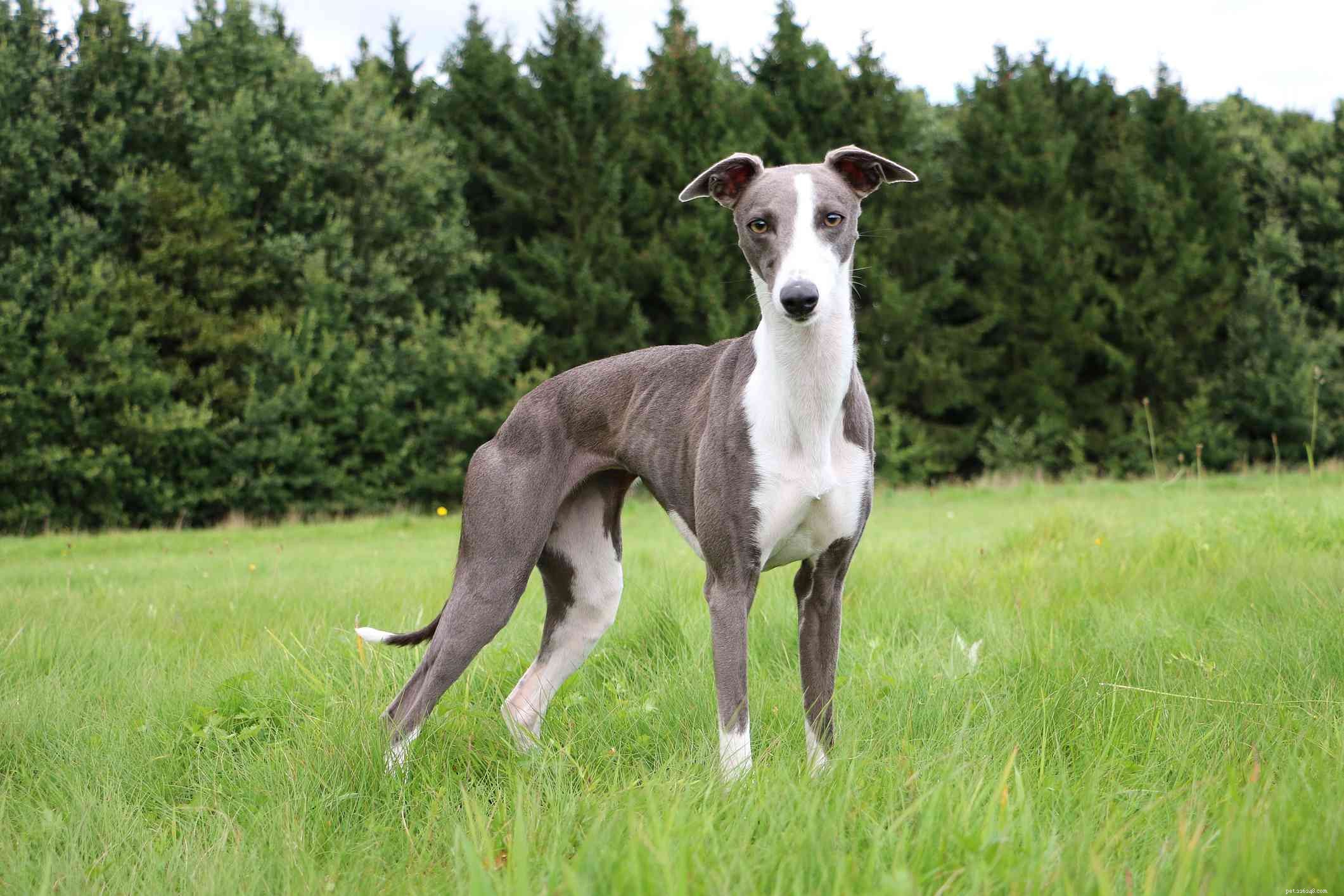 Top 10 Medium‑Sized Dog Breeds Perfect for Families with Kids
