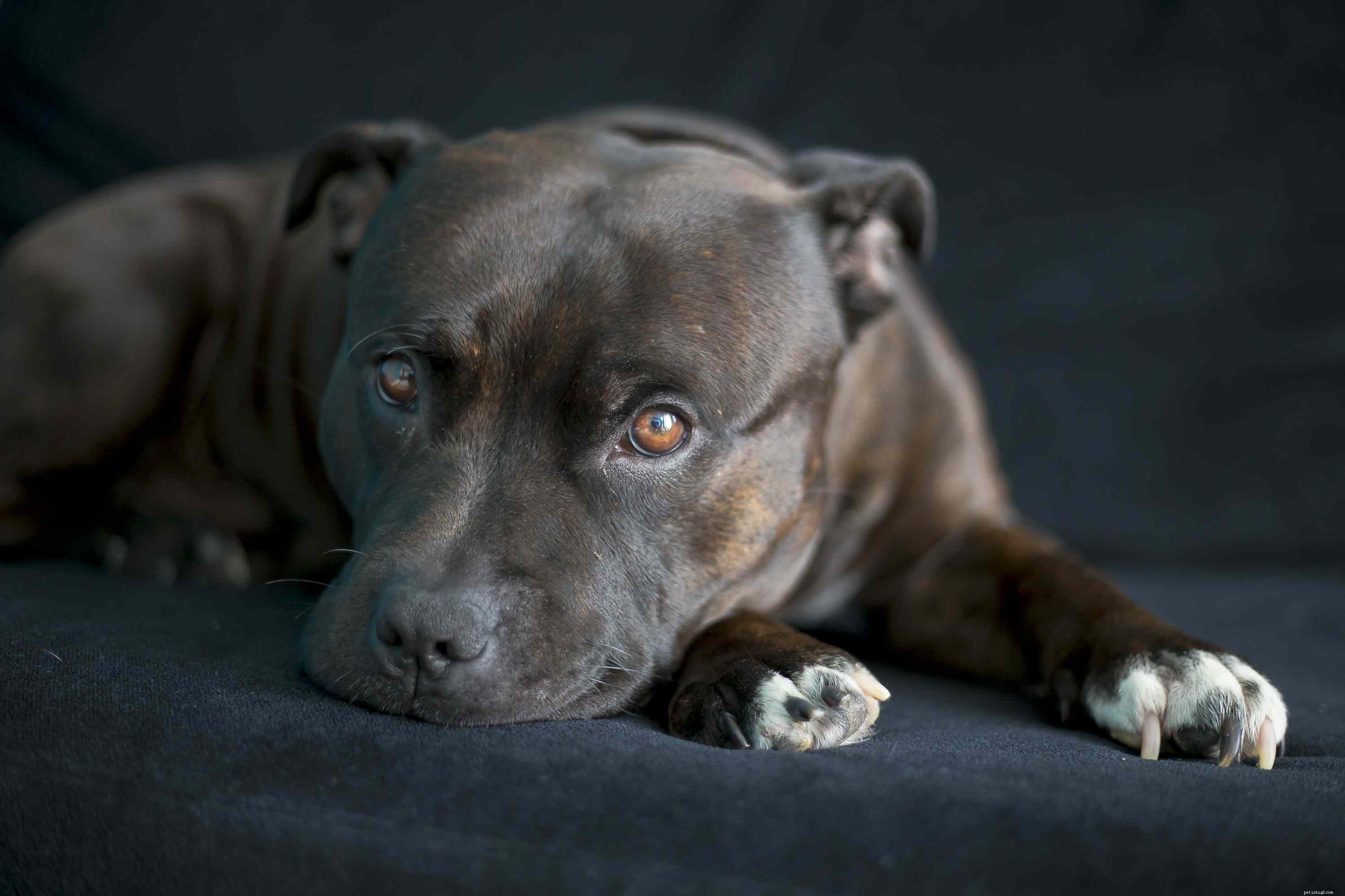 Top 10 Medium‑Sized Dog Breeds Perfect for Families with Kids