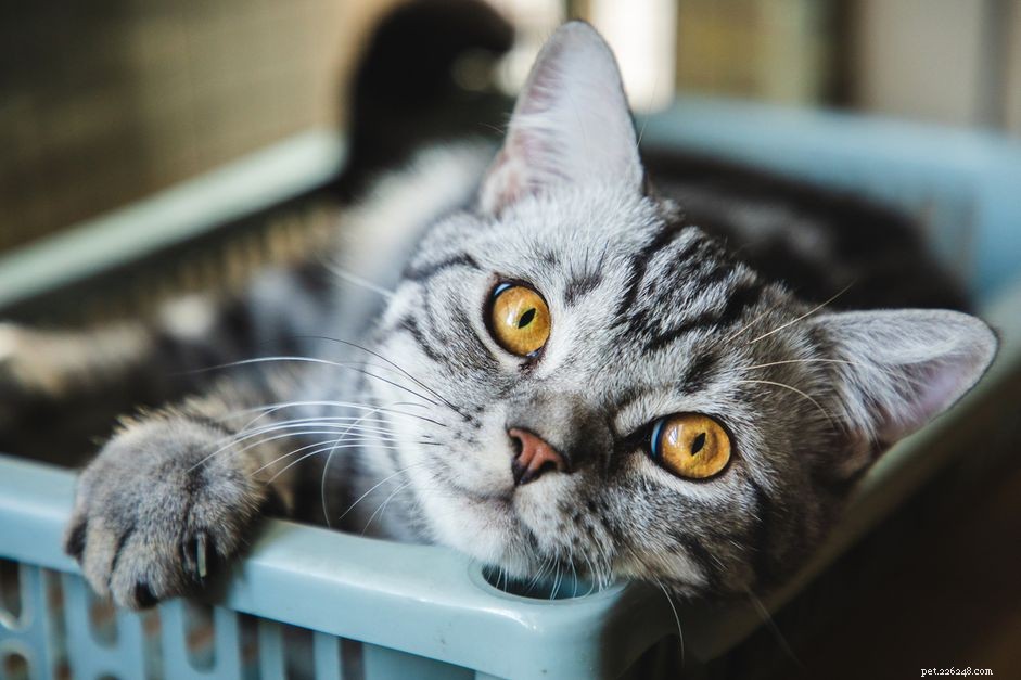 Cat Glaucoma: Symptoms, Causes, and Treatment Options