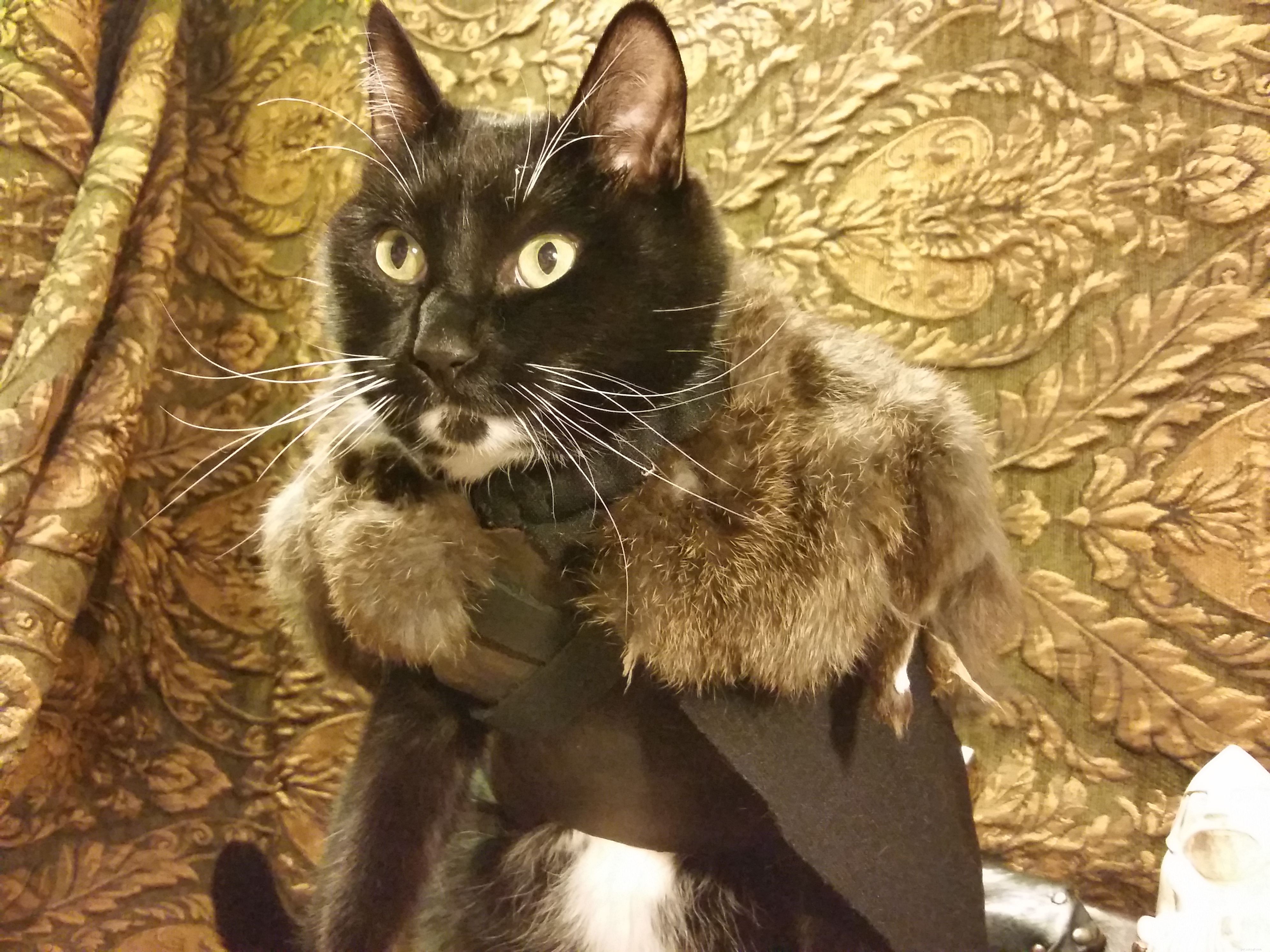 15 DIY Halloween Costumes That Keep Your Cat Safe and Stylish