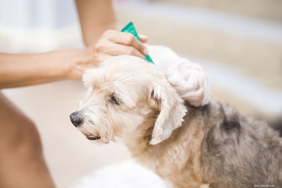 Pet-Approved Mosquito & Fly Repellent: Safe Protection for Dogs