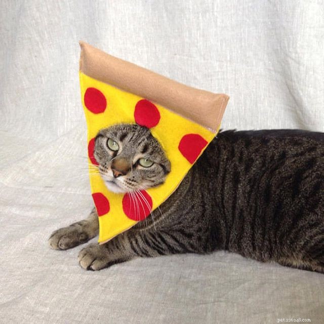 15 DIY Halloween Costumes That Keep Your Cat Safe and Stylish