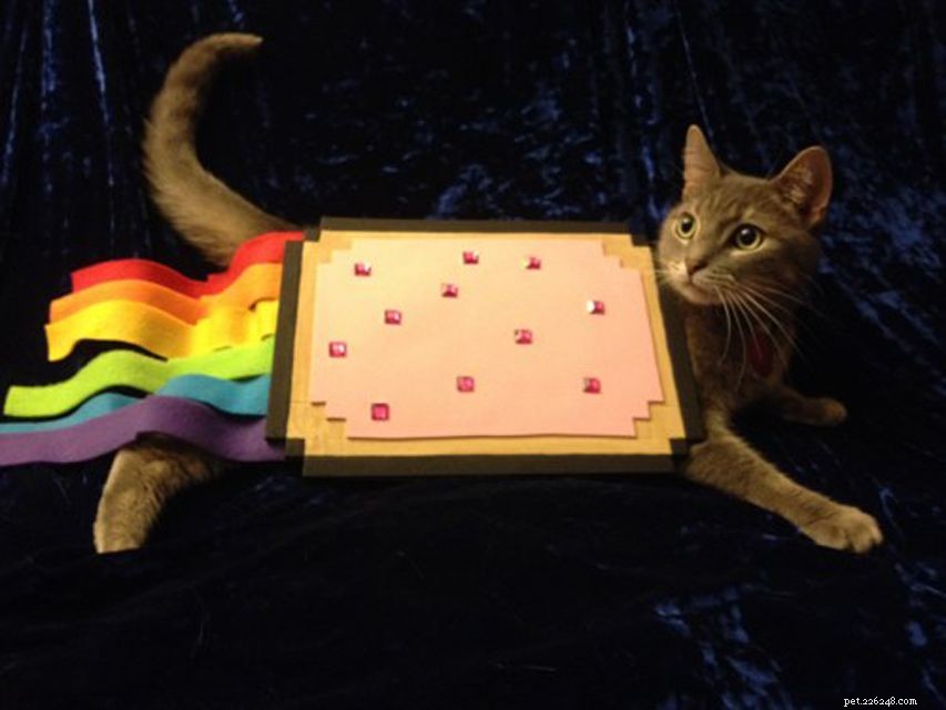 15 DIY Halloween Costumes That Keep Your Cat Safe and Stylish