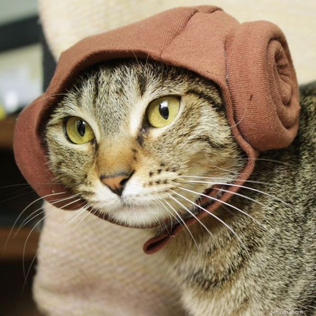 15 DIY Halloween Costumes That Keep Your Cat Safe and Stylish