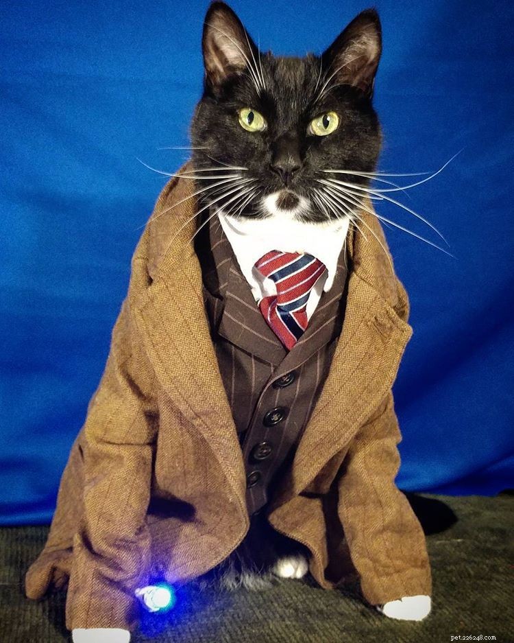 15 DIY Halloween Costumes That Keep Your Cat Safe and Stylish