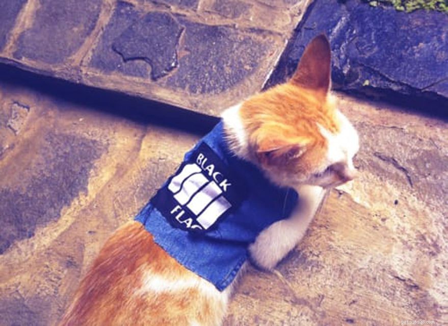 15 DIY Halloween Costumes That Keep Your Cat Safe and Stylish