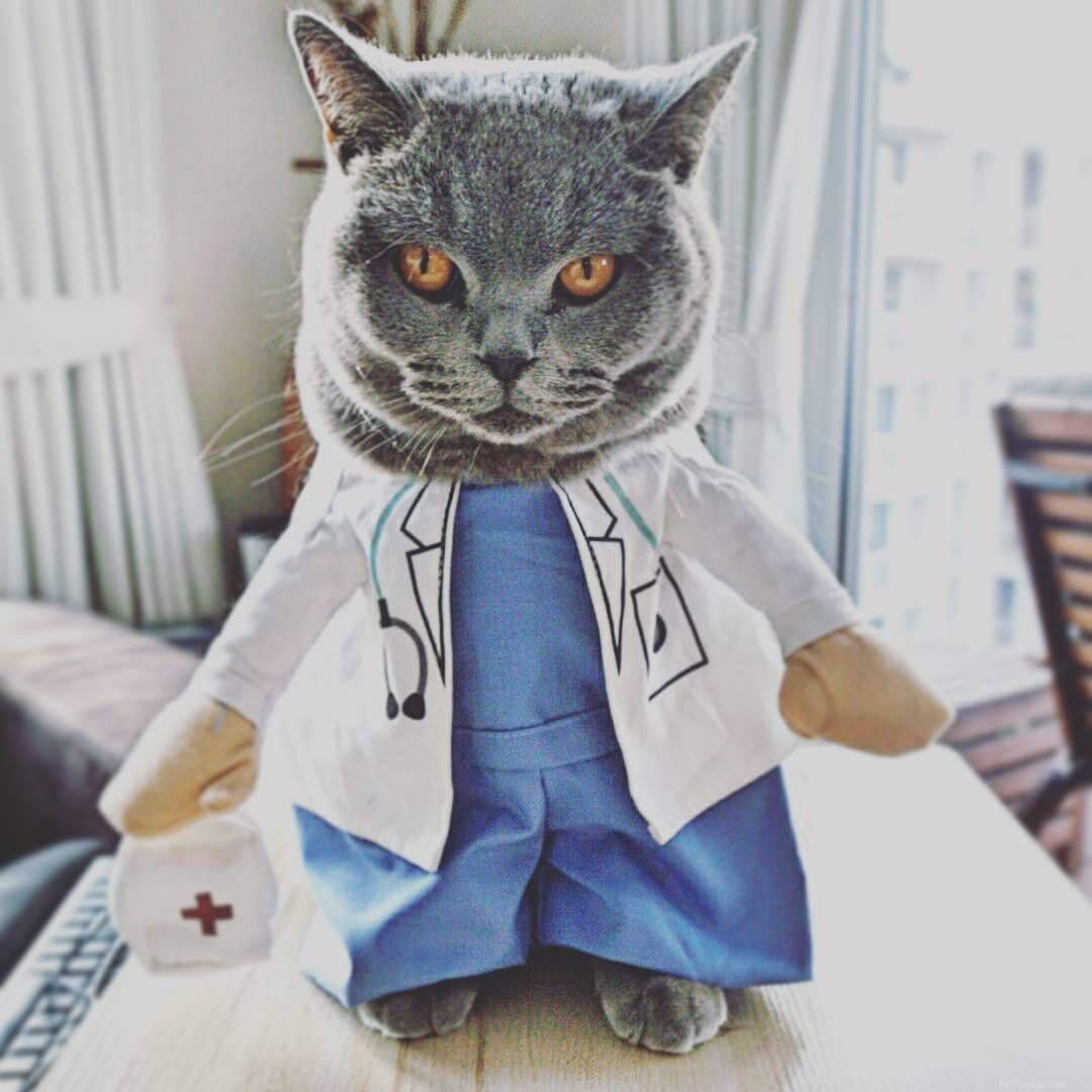 15 DIY Halloween Costumes That Keep Your Cat Safe and Stylish