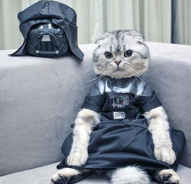 15 DIY Halloween Costumes That Keep Your Cat Safe and Stylish