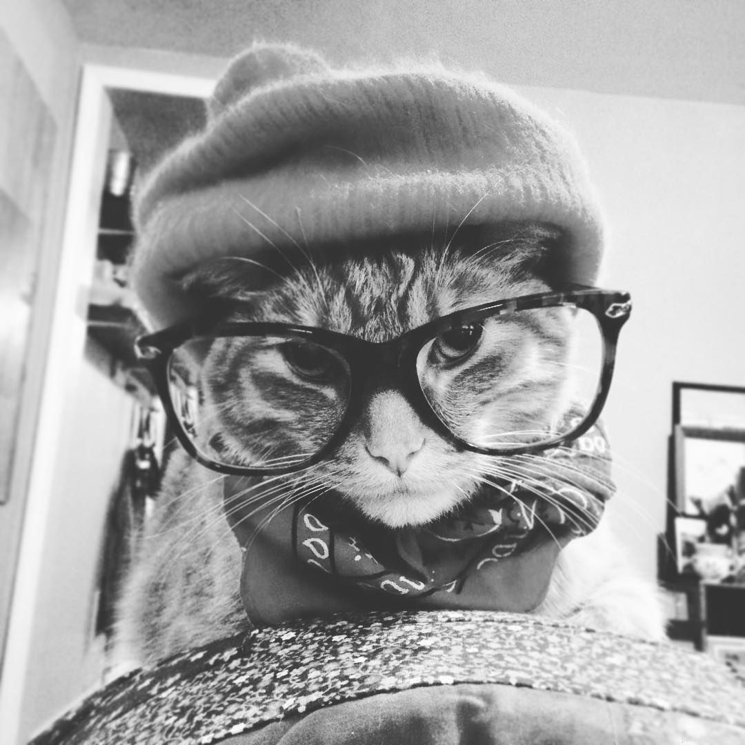 15 DIY Halloween Costumes That Keep Your Cat Safe and Stylish