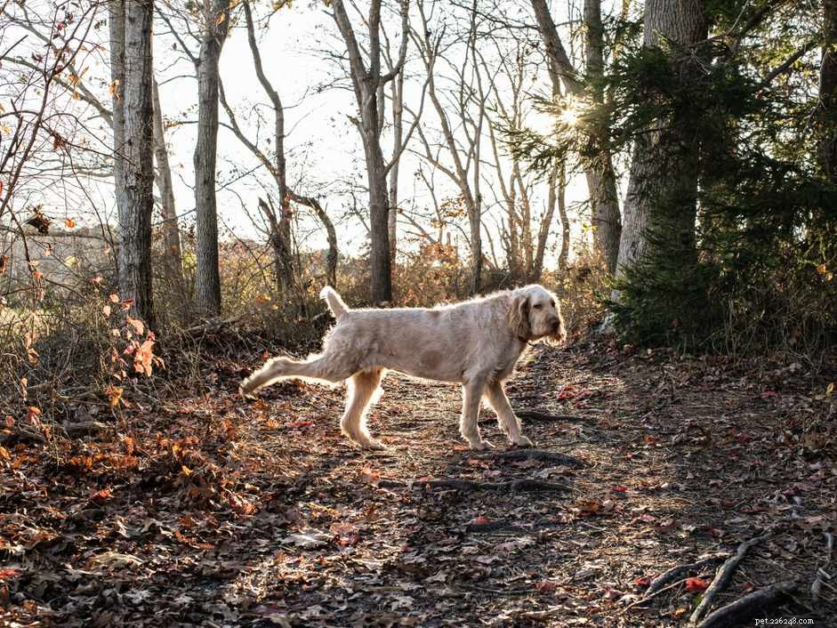 Why Do Dogs Kick After Pooping? The Science Behind the Behavior