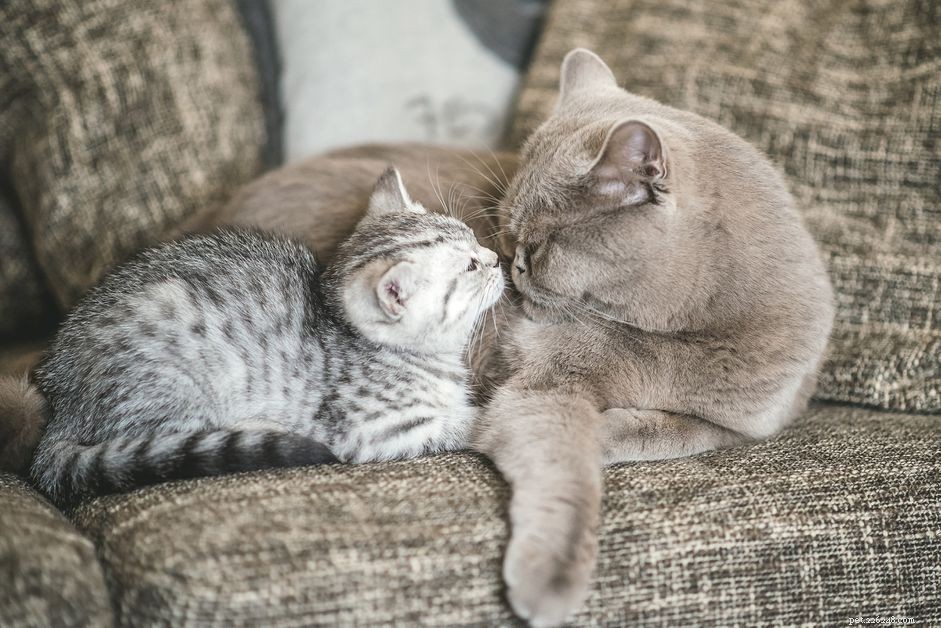 Detecting and Managing Leptospirosis in Cats: A Comprehensive Guide