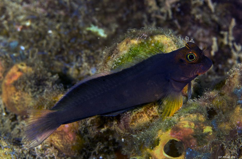 Comprehensive Profile of Blenny Fish Species: Colors, Venomous Fangs, and Care Tips