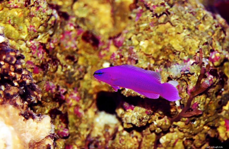 The Dottyback (Pseudochromis spp.): A Comprehensive Fish Species Profile