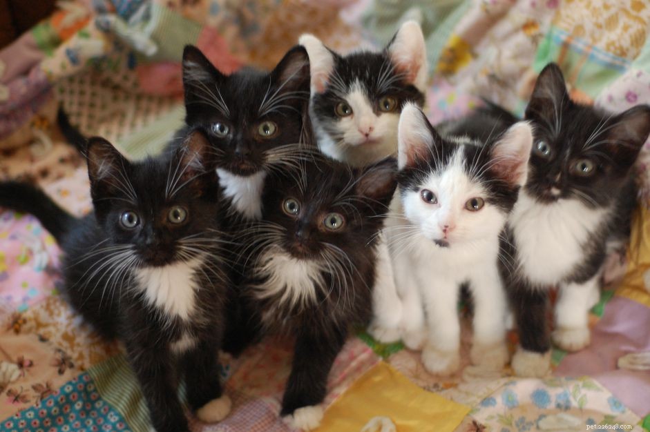 Understanding and Managing Feline Herpes Virus: Symptoms, Treatment, and Prevention