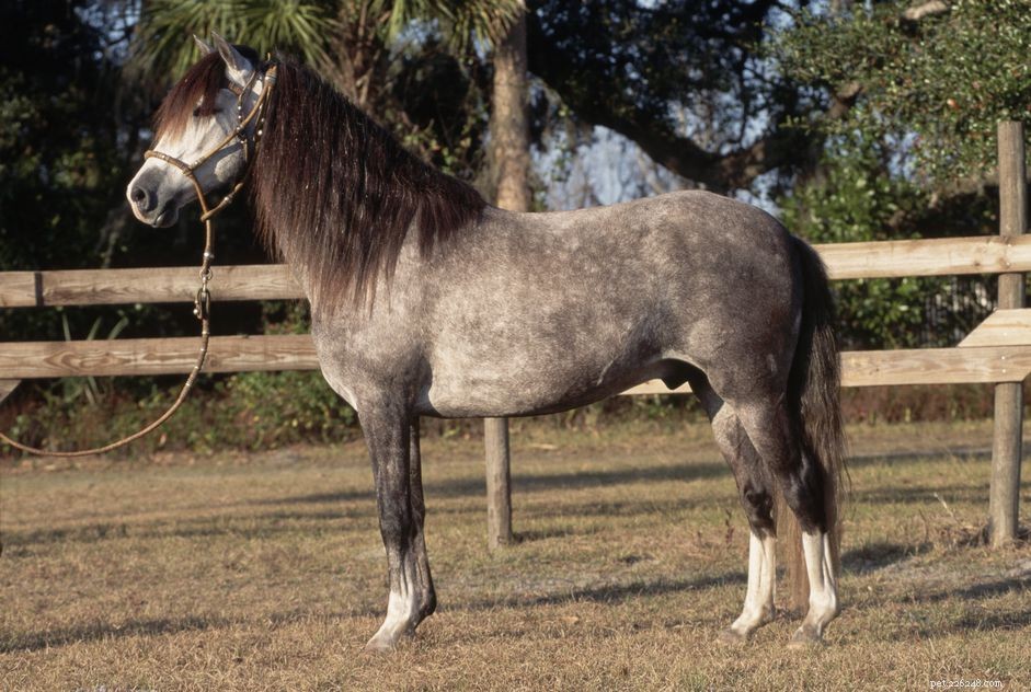 Peruvian Paso Horse: Breed Overview, Care, and Performance
