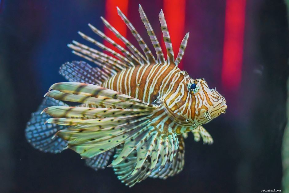 Lionfish Species Overview: Characteristics, Care, and Ecological Impact