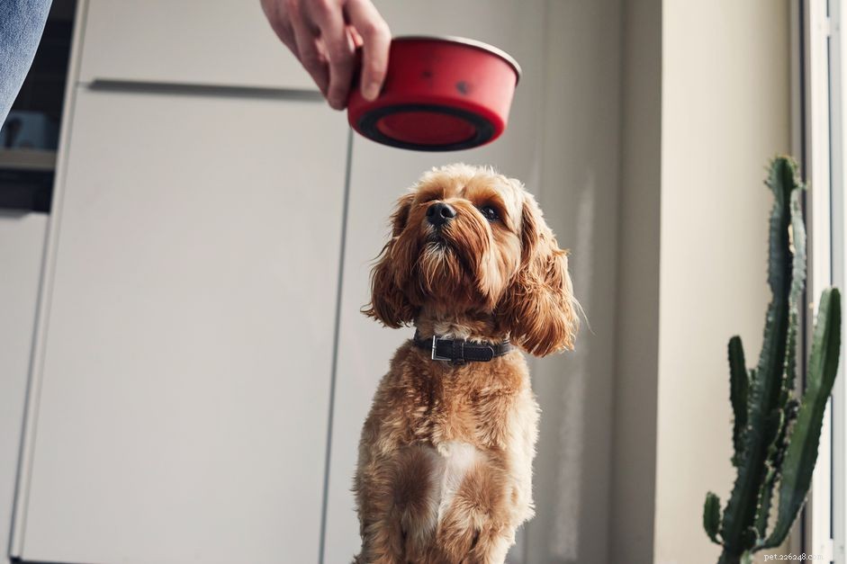 Managing Dog Food Allergies: Proven Treatment Strategies