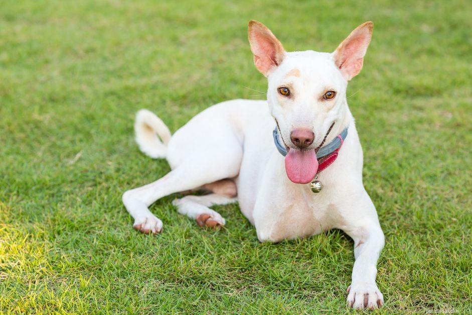 Understanding Osteosarcoma in Dogs: Symptoms, Diagnosis, and Care