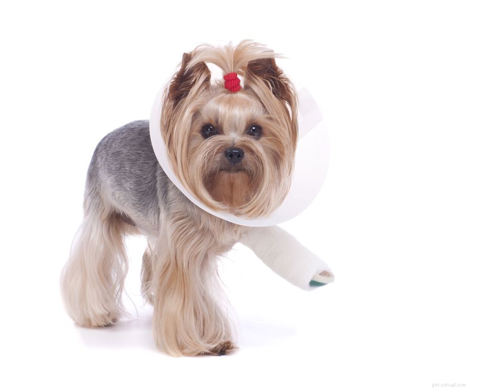Immediate Care for Your Dog s Broken Leg: Step-by-Step Guide