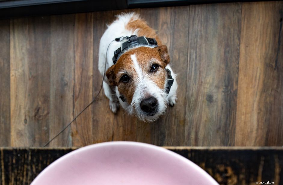 Is Mayonnaise Safe for Dogs? Expert Insights on Nutrition and Health