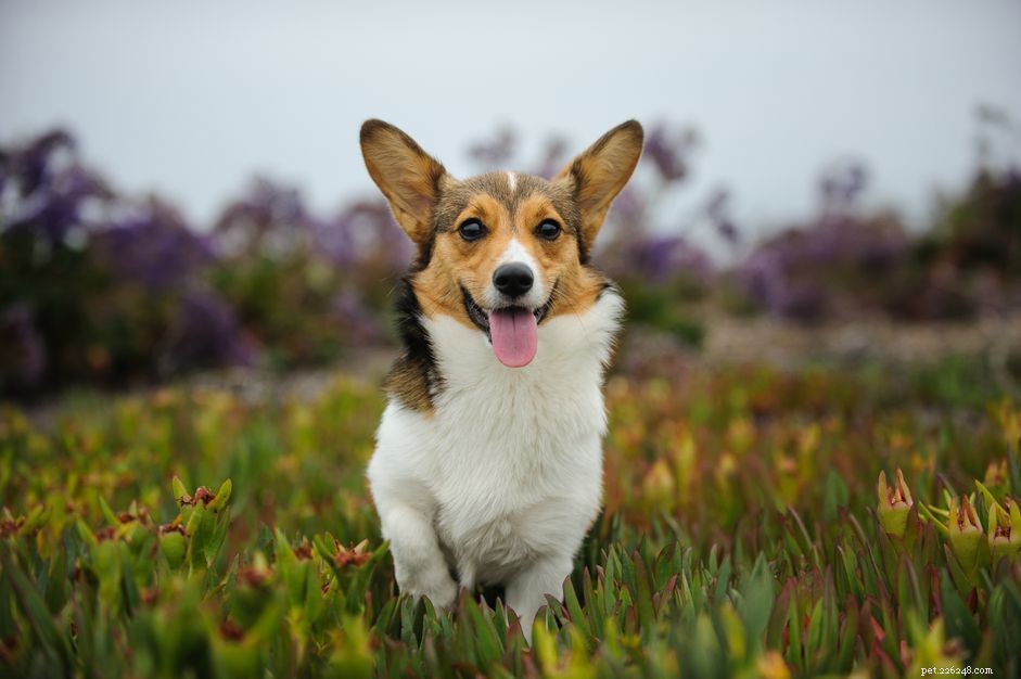 Comprehensive Guide to Pain Meds for Dogs: Safe, Effective Relief