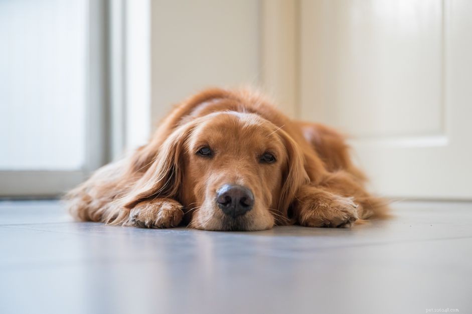Recognizing and Treating Dog Hernias: A Veterinarian’s Guide