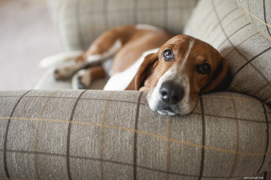 Seborrhea in Dogs: Symptoms, Causes & Effective Treatments