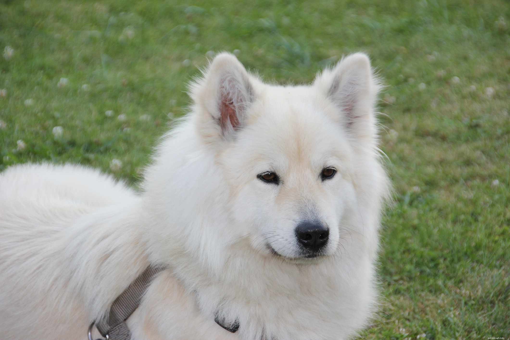 Eurasier Dog Profile: History, Care, Health & Adoption Guide