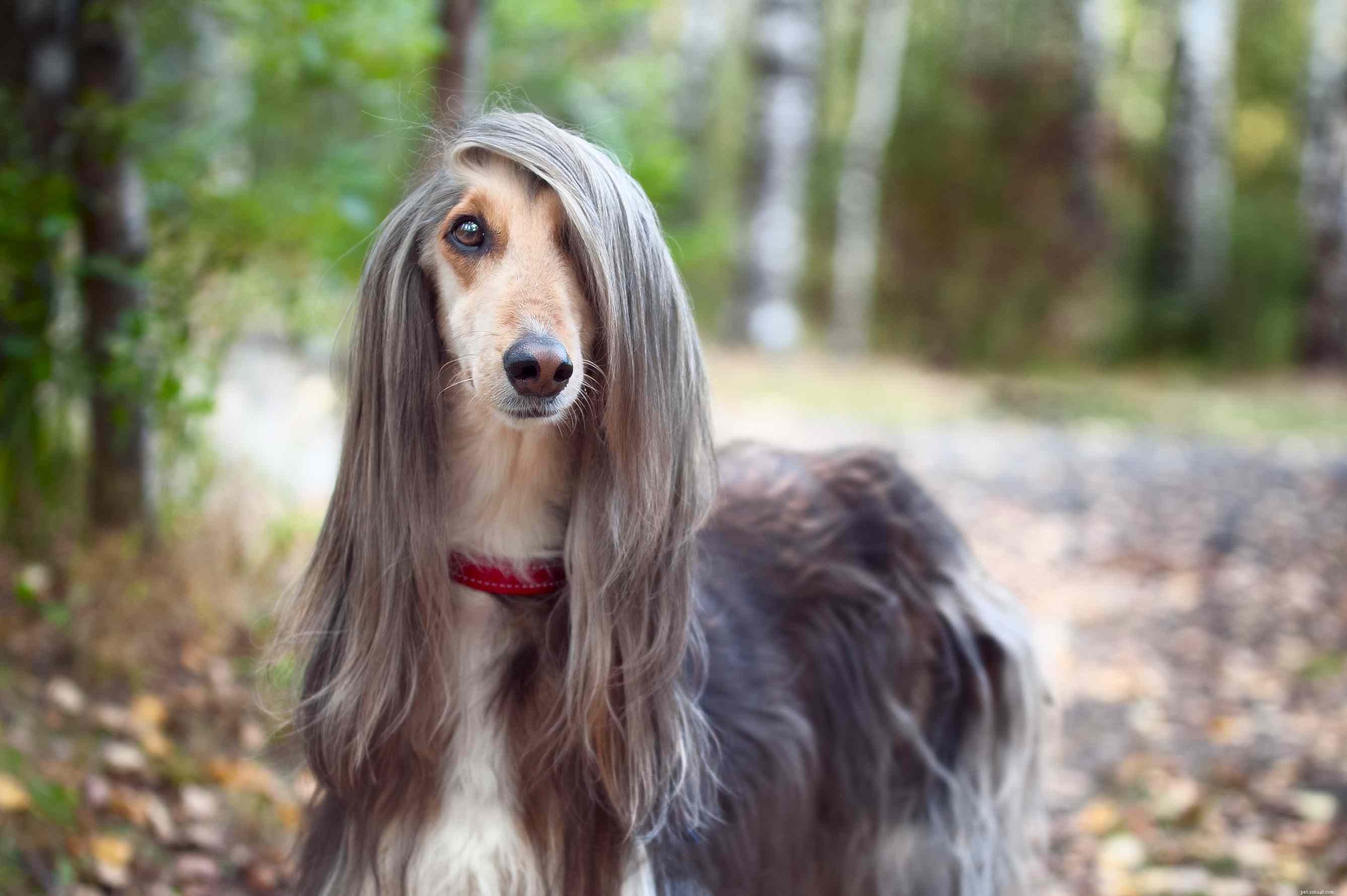 17 Long‑Haired Dog Breeds with Gorgeous, Low‑Maintenance Locks