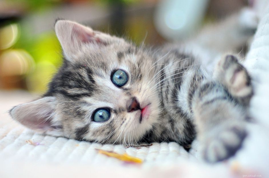 75 Classic & Creative Unisex Cat Names for Your New Feline Friend