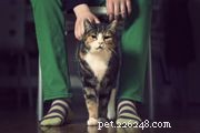75 Classic & Creative Unisex Cat Names for Your New Feline Friend