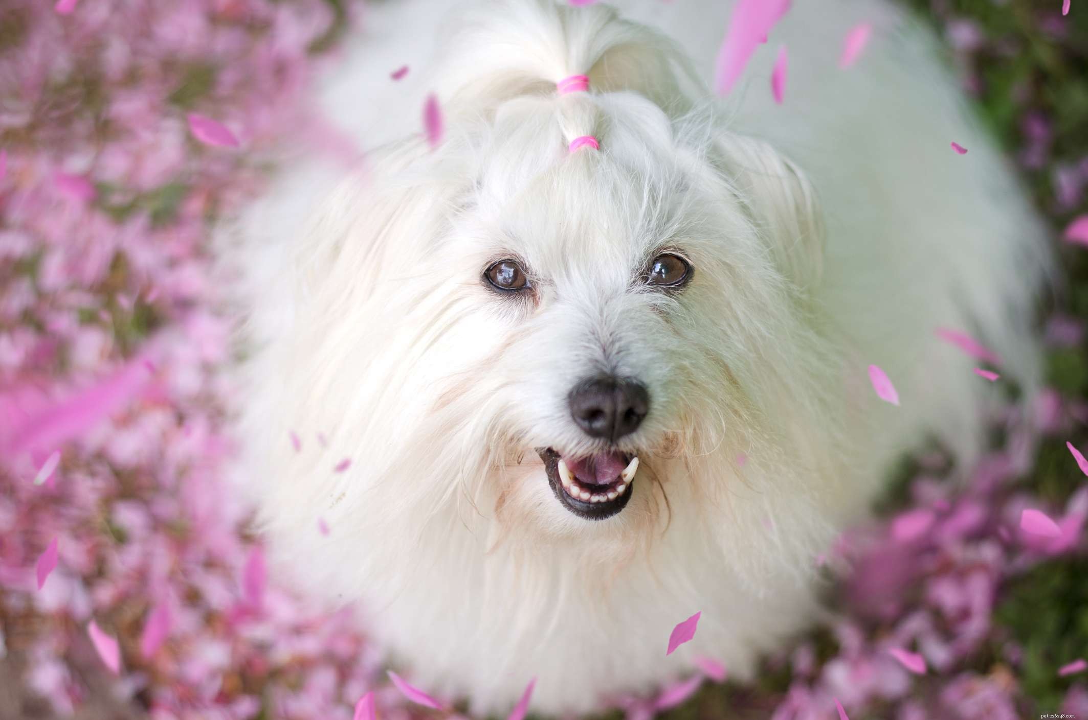 17 Long‑Haired Dog Breeds with Gorgeous, Low‑Maintenance Locks