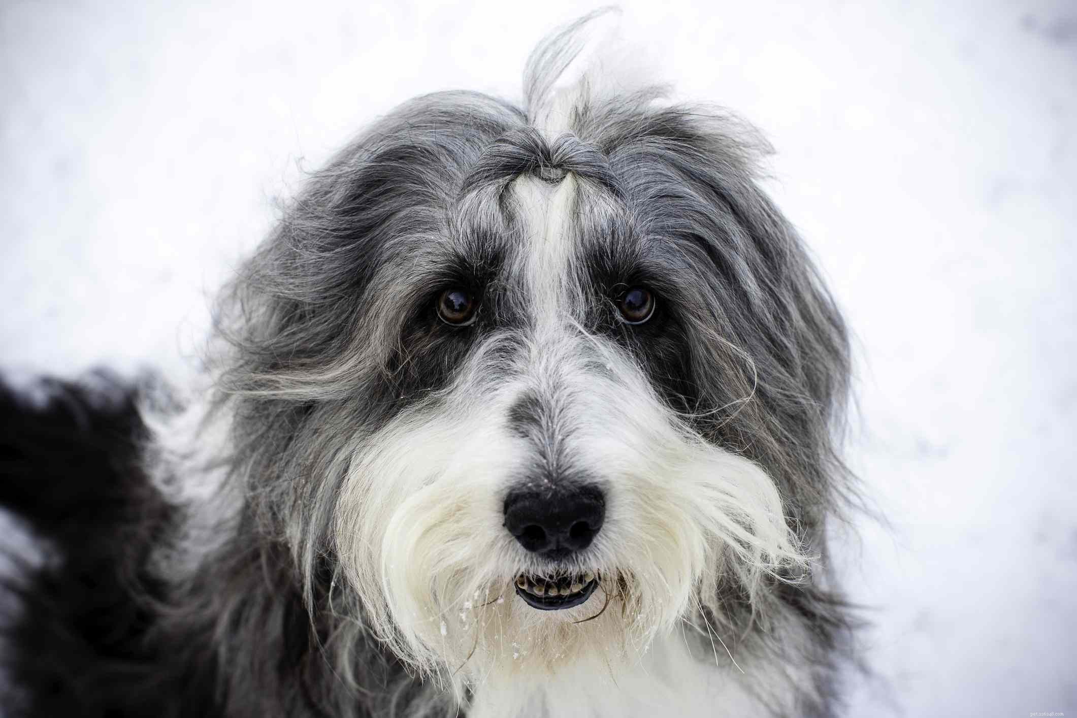 17 Long‑Haired Dog Breeds with Gorgeous, Low‑Maintenance Locks