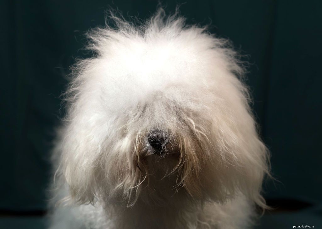 17 Long‑Haired Dog Breeds with Gorgeous, Low‑Maintenance Locks