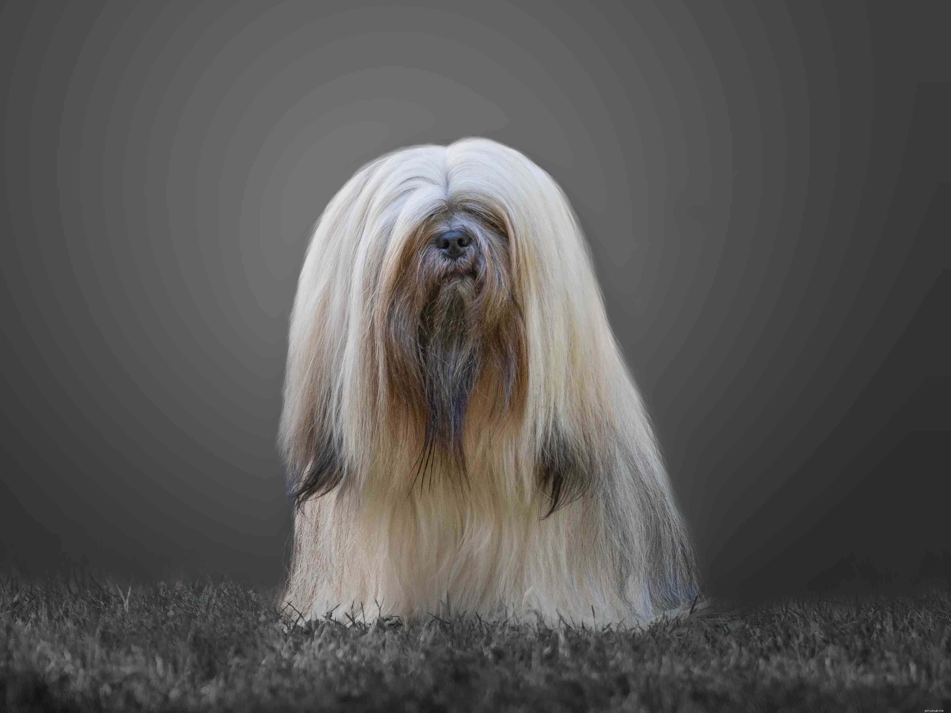 17 Long‑Haired Dog Breeds with Gorgeous, Low‑Maintenance Locks