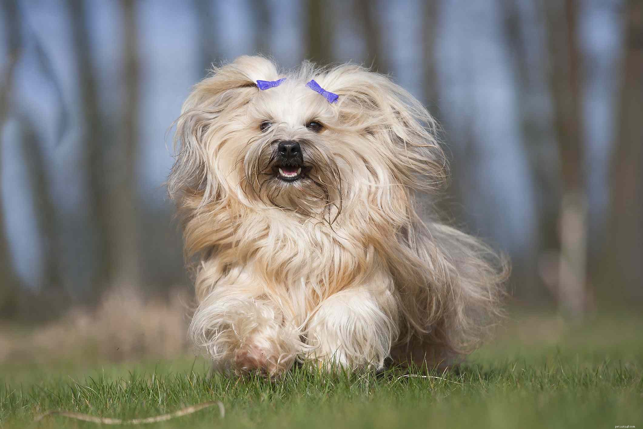 17 Long‑Haired Dog Breeds with Gorgeous, Low‑Maintenance Locks