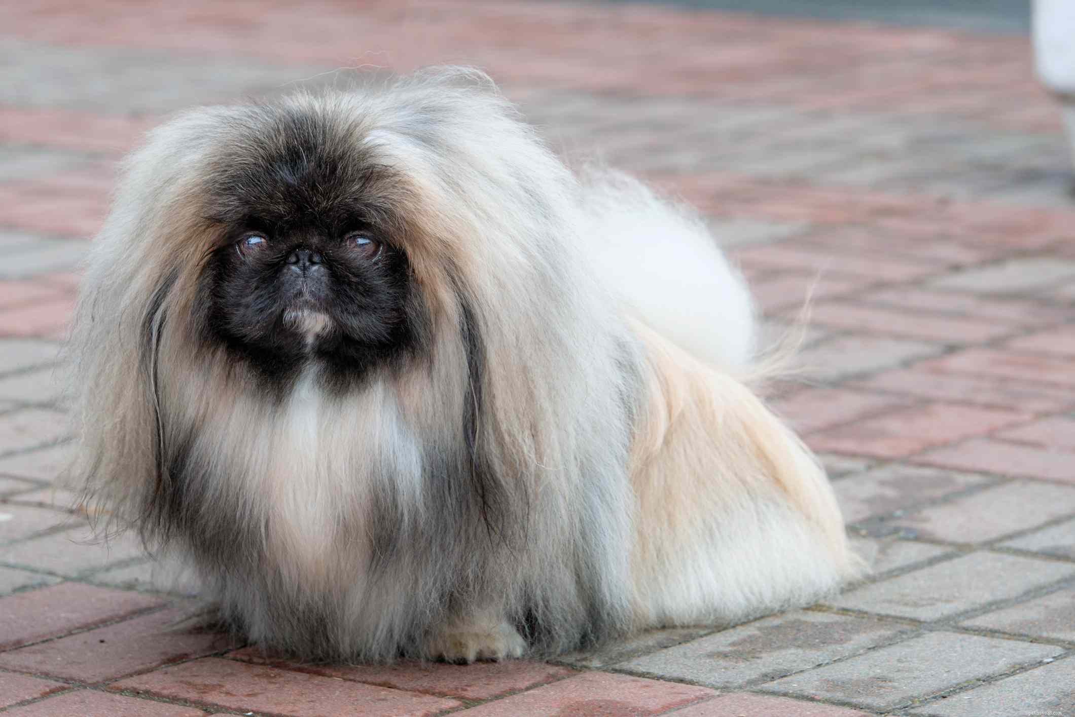 17 Long‑Haired Dog Breeds with Gorgeous, Low‑Maintenance Locks