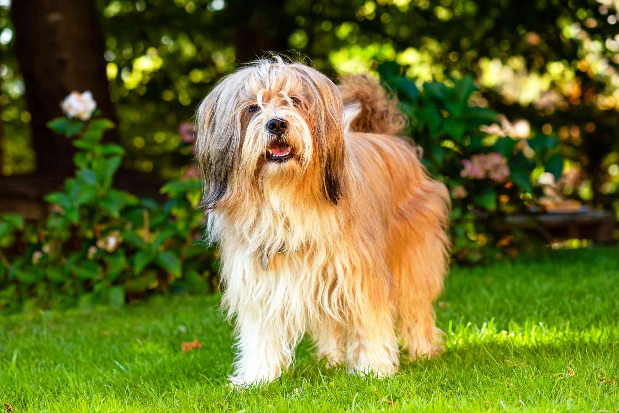17 Long‑Haired Dog Breeds with Gorgeous, Low‑Maintenance Locks