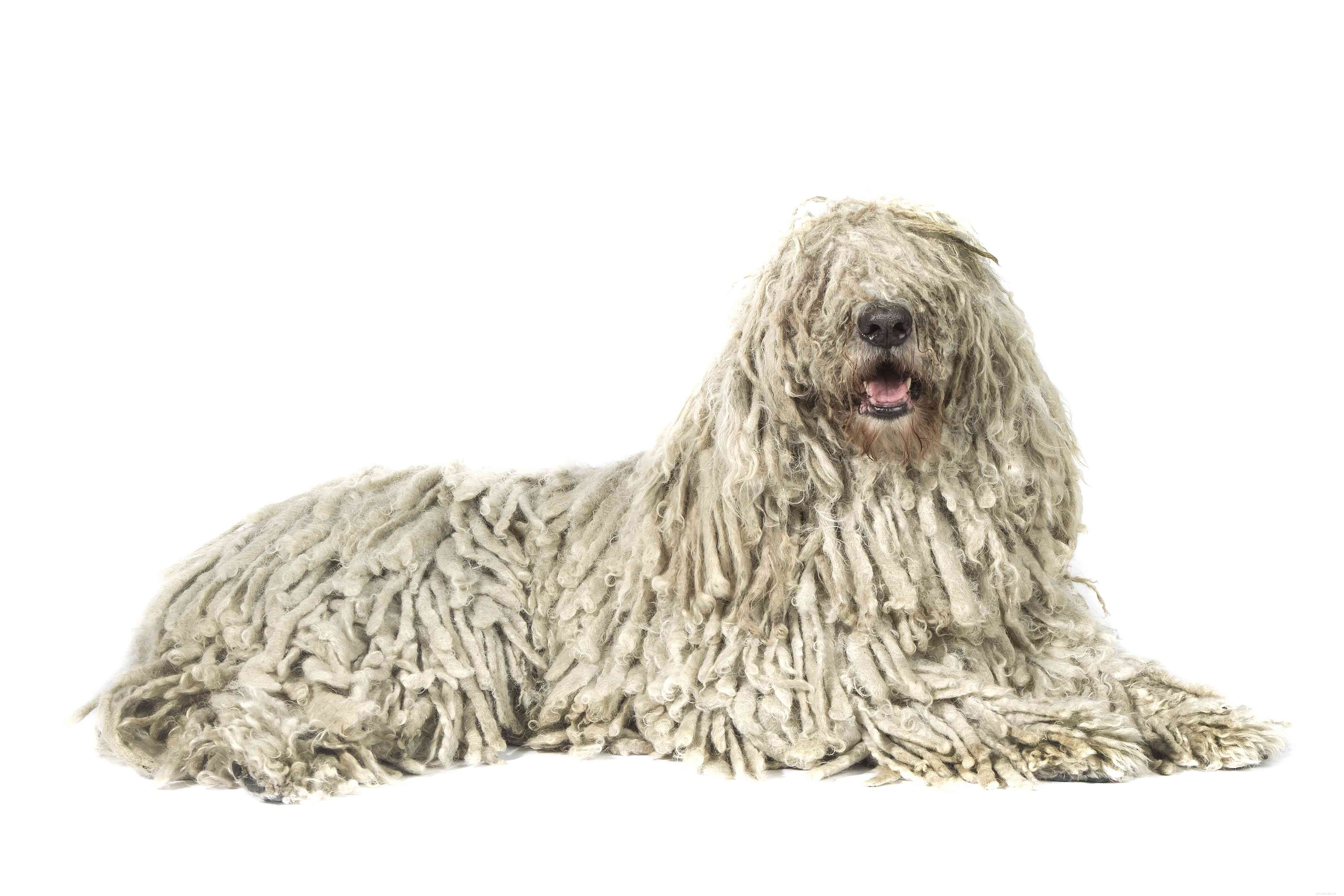 17 Long‑Haired Dog Breeds with Gorgeous, Low‑Maintenance Locks
