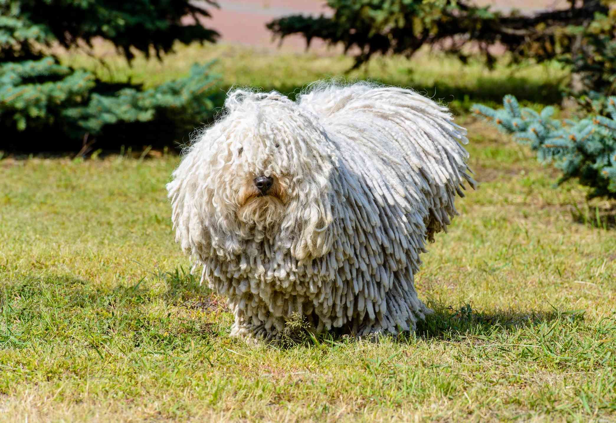 17 Long‑Haired Dog Breeds with Gorgeous, Low‑Maintenance Locks