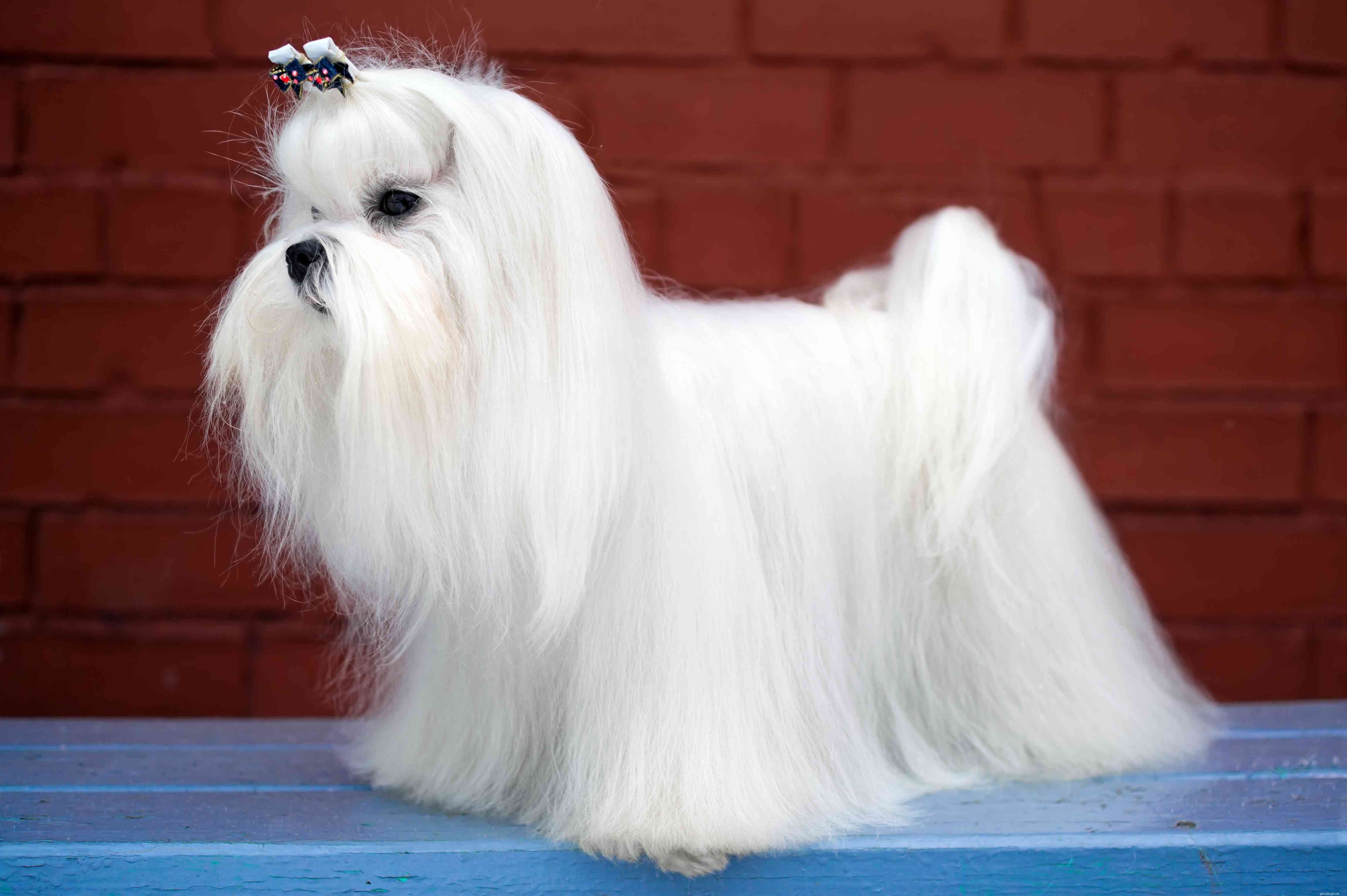 17 Long‑Haired Dog Breeds with Gorgeous, Low‑Maintenance Locks