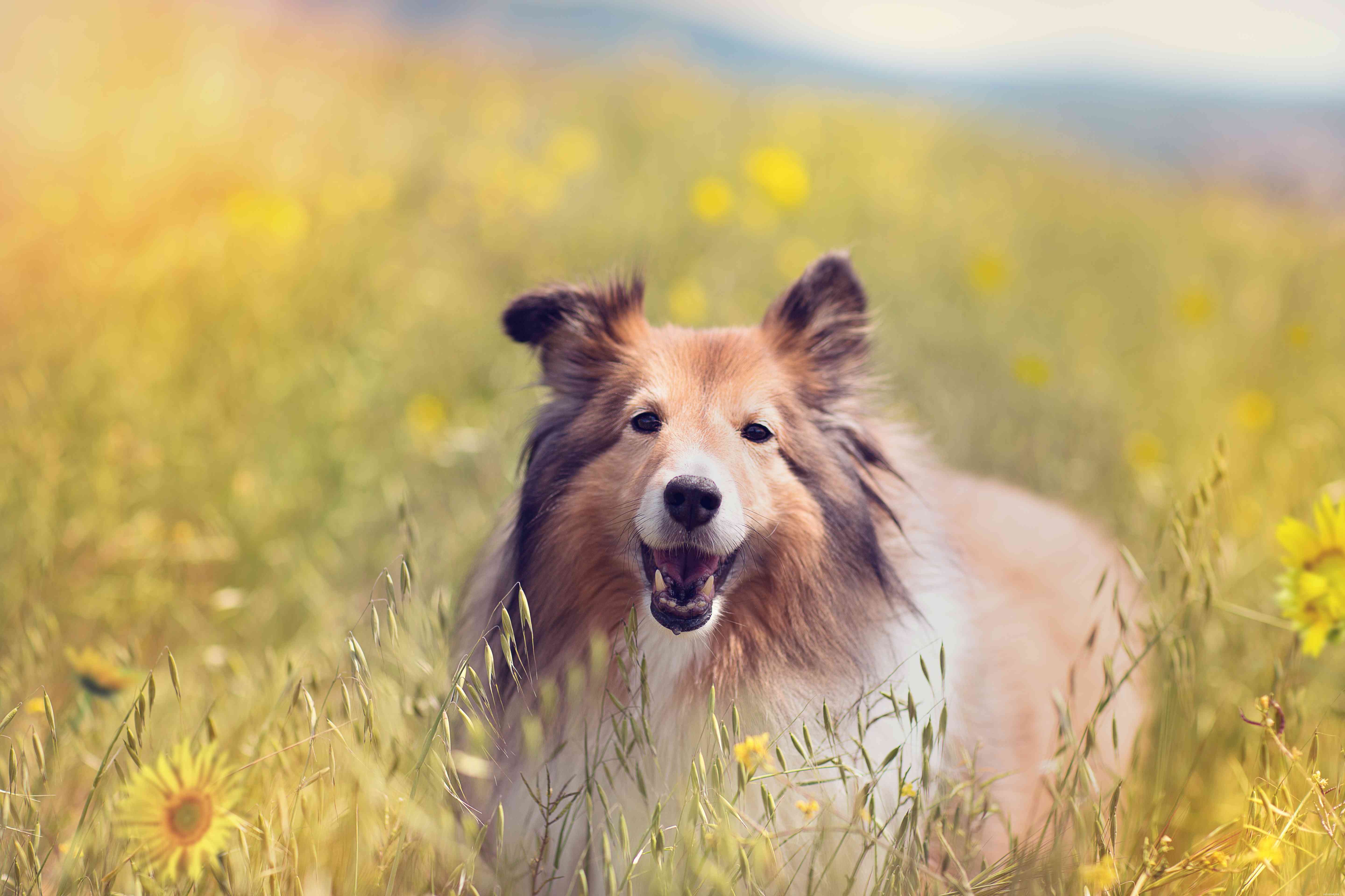17 Long‑Haired Dog Breeds with Gorgeous, Low‑Maintenance Locks